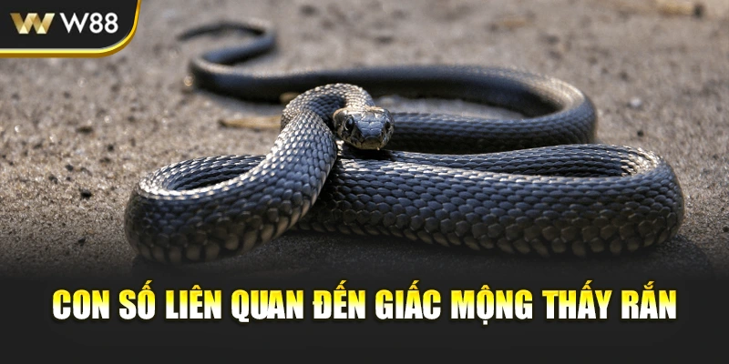 Con số liên quan đến giấc mộng thấy rắn