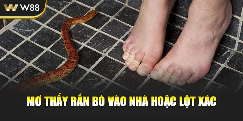 Mơ thấy rắn bò vào nhà hoặc lột xác