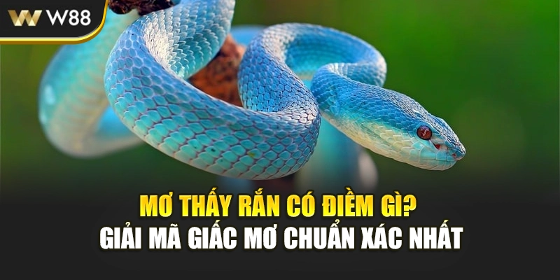 Mơ Thấy Rắn Có Điềm Gì? Giải Mã Giấc Mơ Chuẩn Xác Nhất