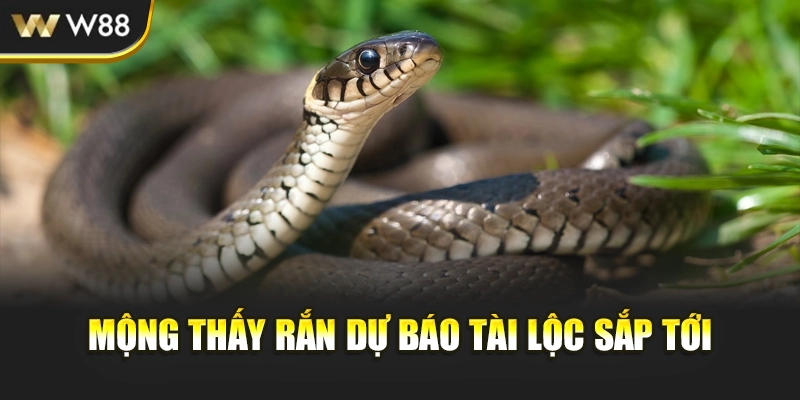Mộng thấy rắn dự báo tài lộc sắp tới